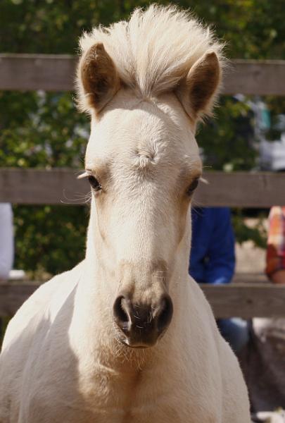 Lysir von Heidmoor e.jpg